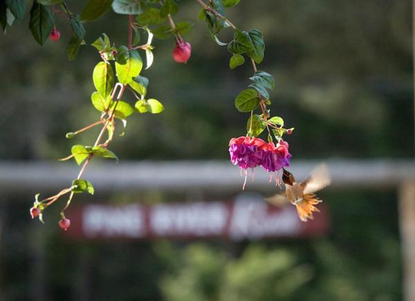 Pine River Ranch B&B Lake Wenatchee Exterior foto